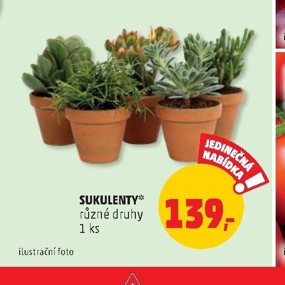 SUKULENTY