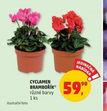 CYCLAMEN BRAMBOŘÍK
