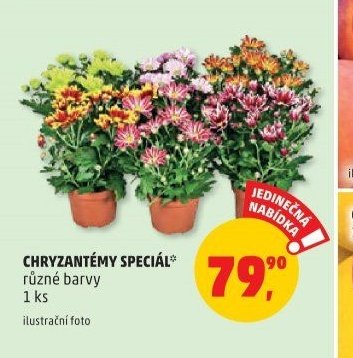 CHRYZANTÉMY SPECIÁL
