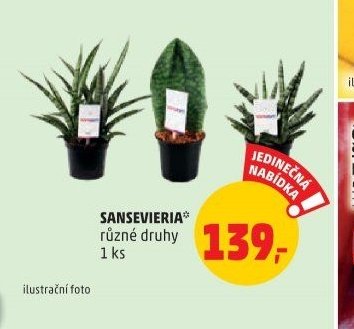 SANSEVIERIA