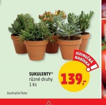 SUKULENTY
