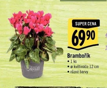 Brambořík