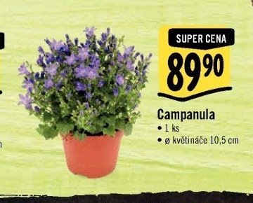 Campanula