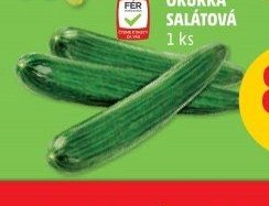 OKURKA SALÁTOVÁ