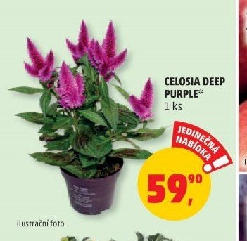 Celosia Deep Purple
