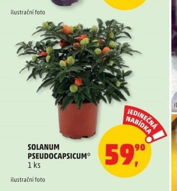 Solanum pseudocapsicum
