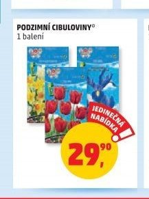 Podzimní cibuloviny