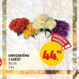 Chryzantéma 7 květů
