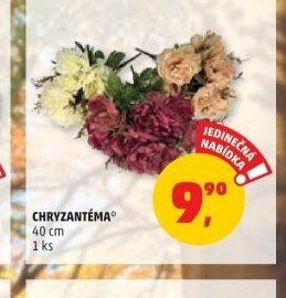Chryzantéma