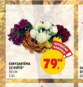 Chryzantéma 13 květů