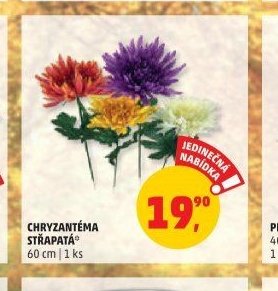 Chryzantéma střapatá
