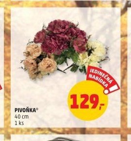 Pivoňka