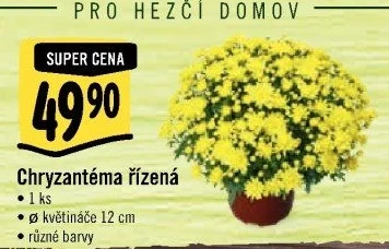 Chrysanthemum - Chryzantéma