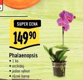 Orchidej