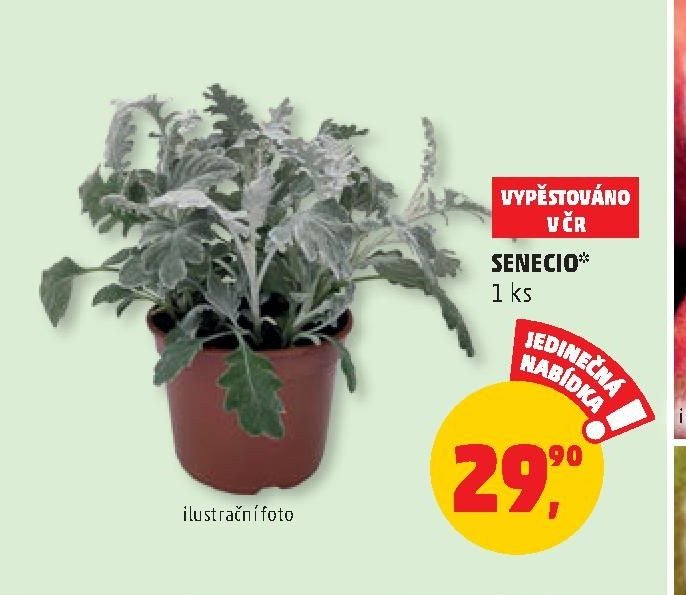 Senecio