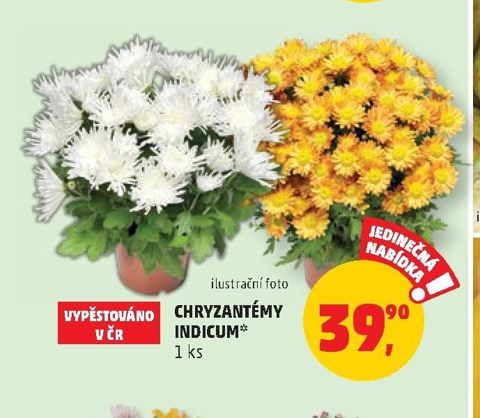 Chryzantémy Indicum