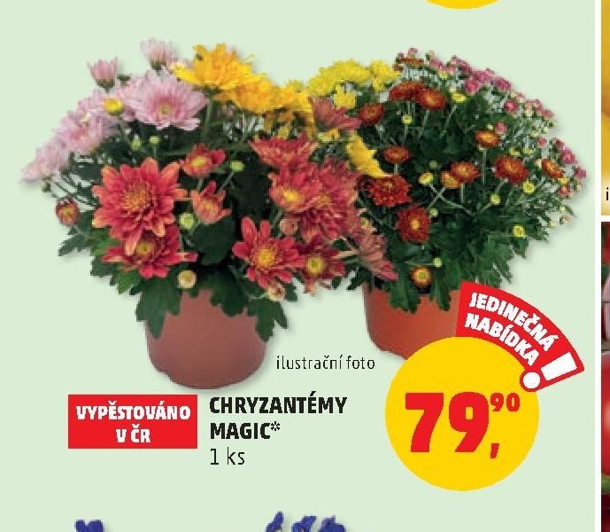 Chryzantémy Magic