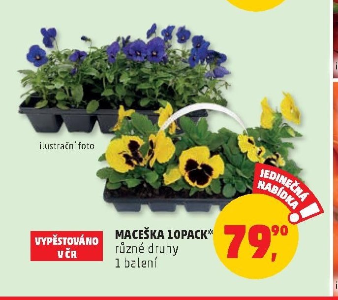 Maceška 10pack