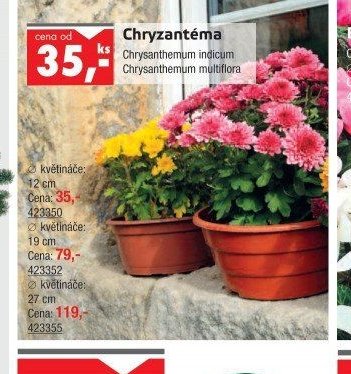 Chryzantéma - UNI HOBBY akcniletaky.com