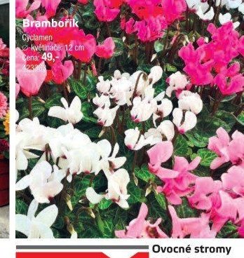 Brambořík - UNI HOBBY akcniletaky.com