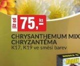 Chrysanthemum mix - bauMax akcniletaky.com