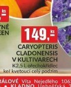 Caryopteris cladonensis - bauMax akcniletaky.com