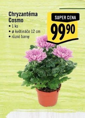 Chryzantéma Cosmo