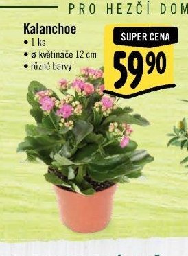 Kalanchoe