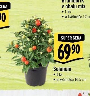 Solanum