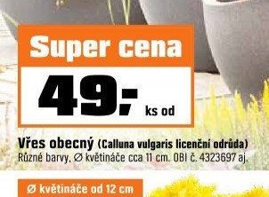 Vřes obecný (Calluna vulgaris licenční odrůda)