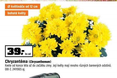 Chryzantéma (Chrysanthemum)
