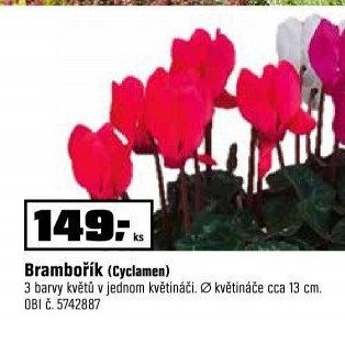 Brambořík (Cyclamen)