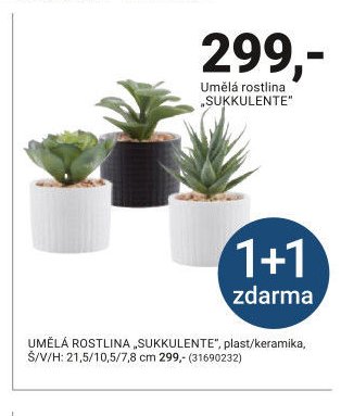 UMĚLÁ ROSTLINA SUKKULENTE