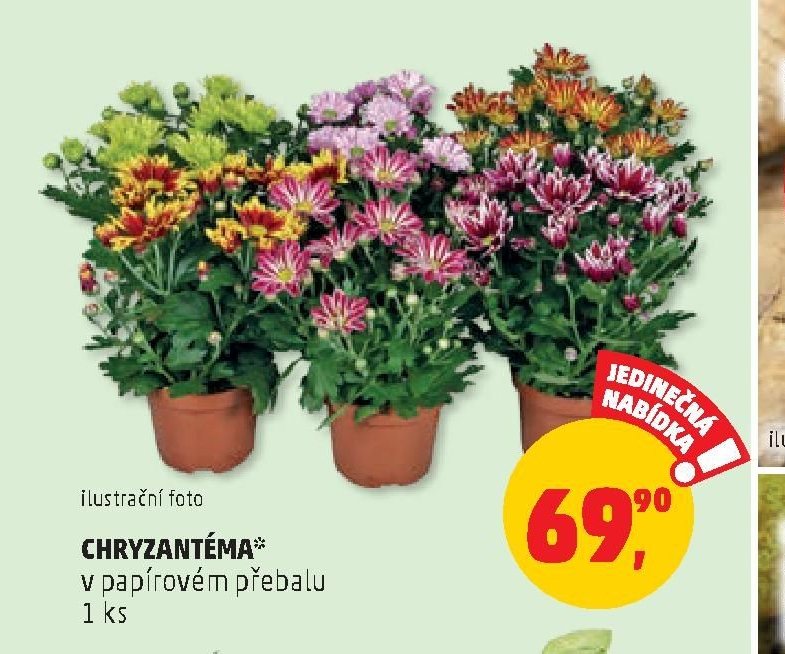 CHRYZANTÉMA v papírovém přebalu