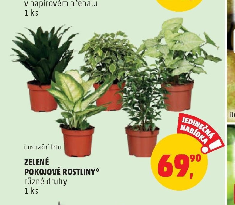 ZELENÉ POKOJOVÉ ROSTLINY