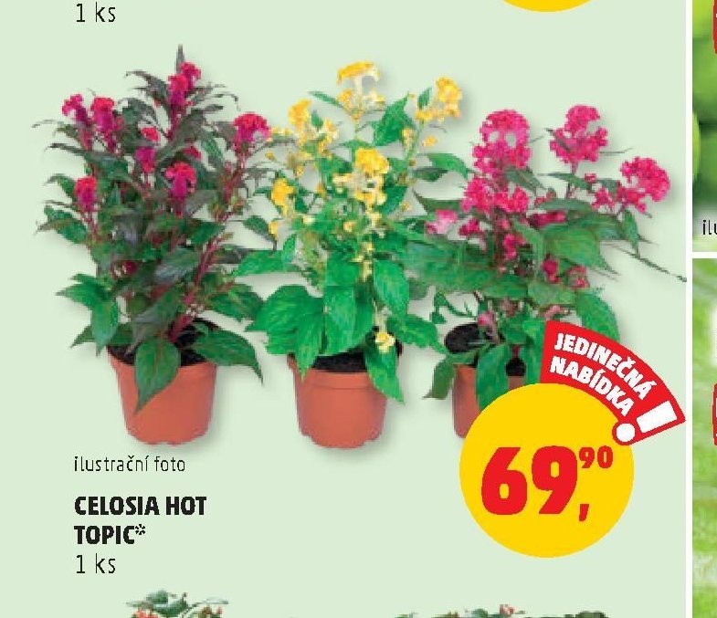 CELOSIA HOT TOPIC