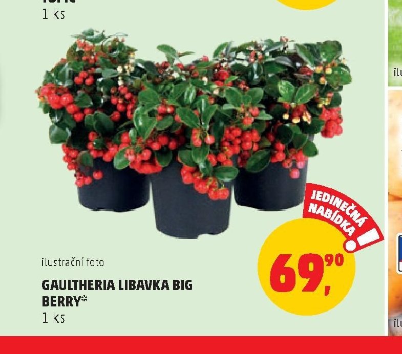 GAULTHERIA LIBAVKA BIG BERRY