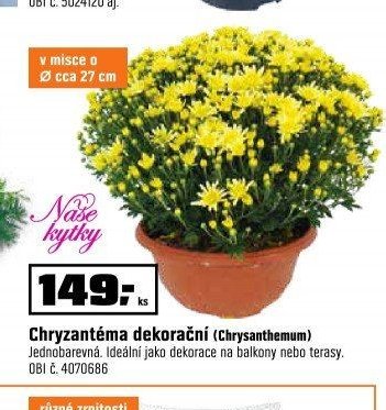 Chryzantéma dekorační