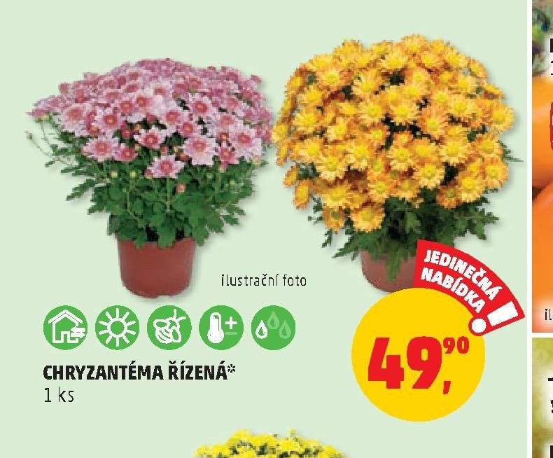 CHRYZANTÉMA ŘÍZENÁ