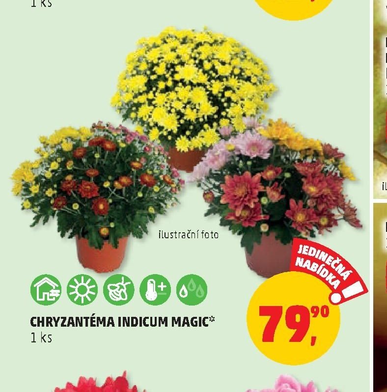 CHRYZANTÉMA INDICUM MAGIC
