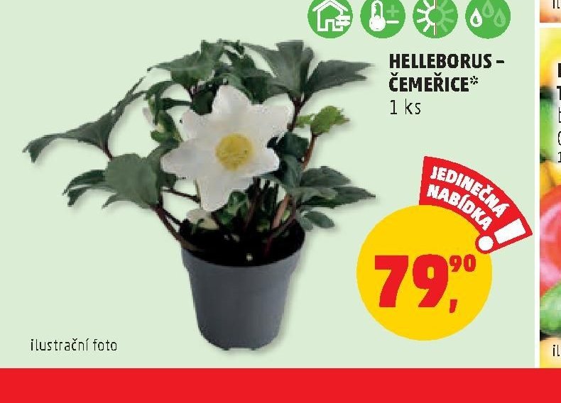 HELLEBORUS - ČEMEŘICE