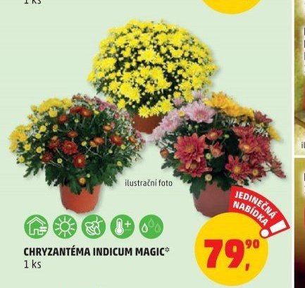 CHRYZANTÉMA INDICUM MAGIC