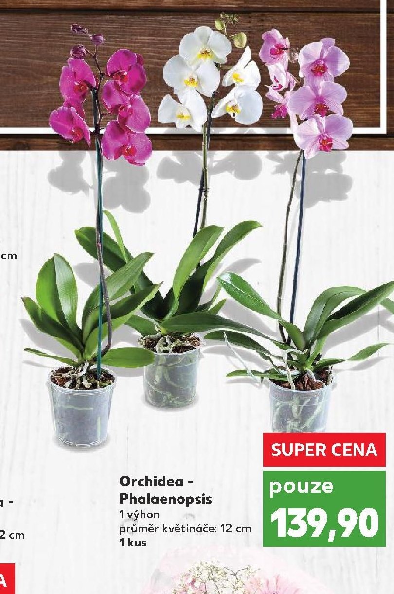 Orchidea - Phalaenopsis