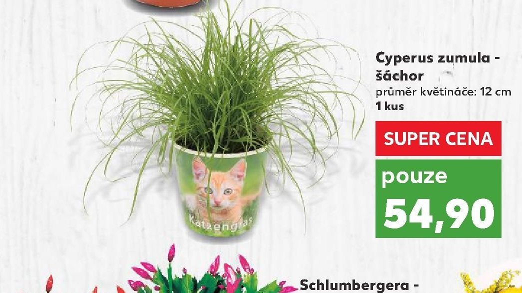 Cyperus zumula - šáchor