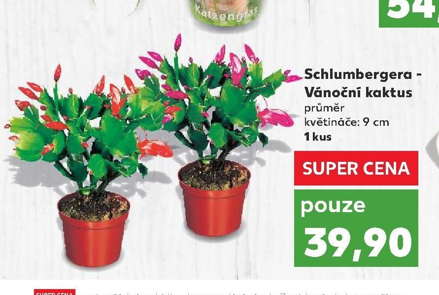 Schlumbergera - Vánoční kaktus