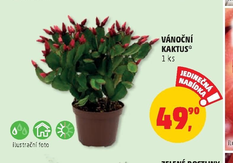 VÁNOČNÍ KAKTUS*