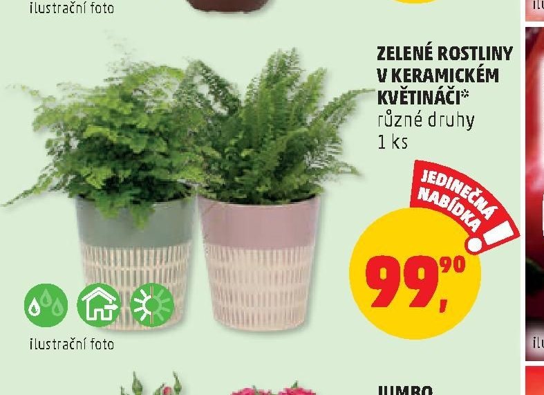 ZELENÉ ROSTLINY V KERAMICKÉM KVĚTINÁČI*
