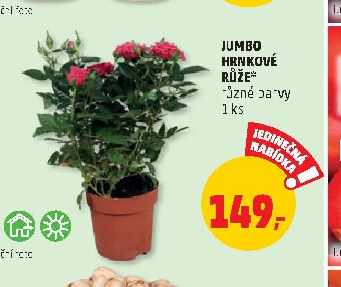 JUMBO HRNKOVÉ RŮŽE*