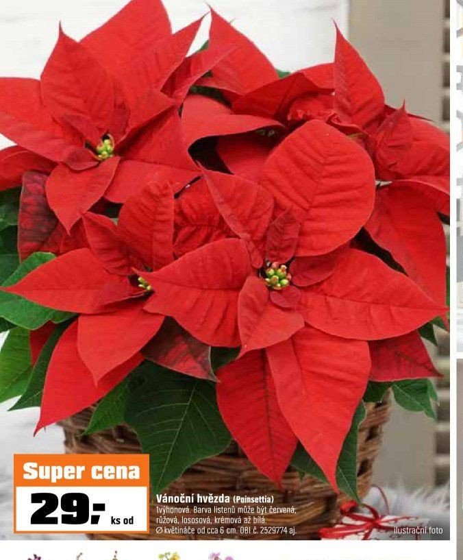 Vánoční hvězda (Poinsettia) - OBI akcniletaky.com