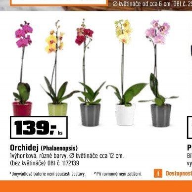 Orchidej (Phalaenopsis) - OBI akcniletaky.com